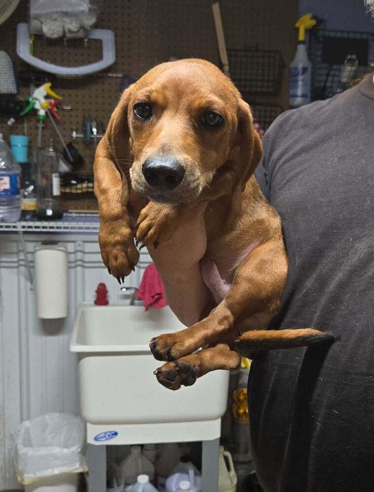 Basil, Adoptable, Young Male Dachshund.