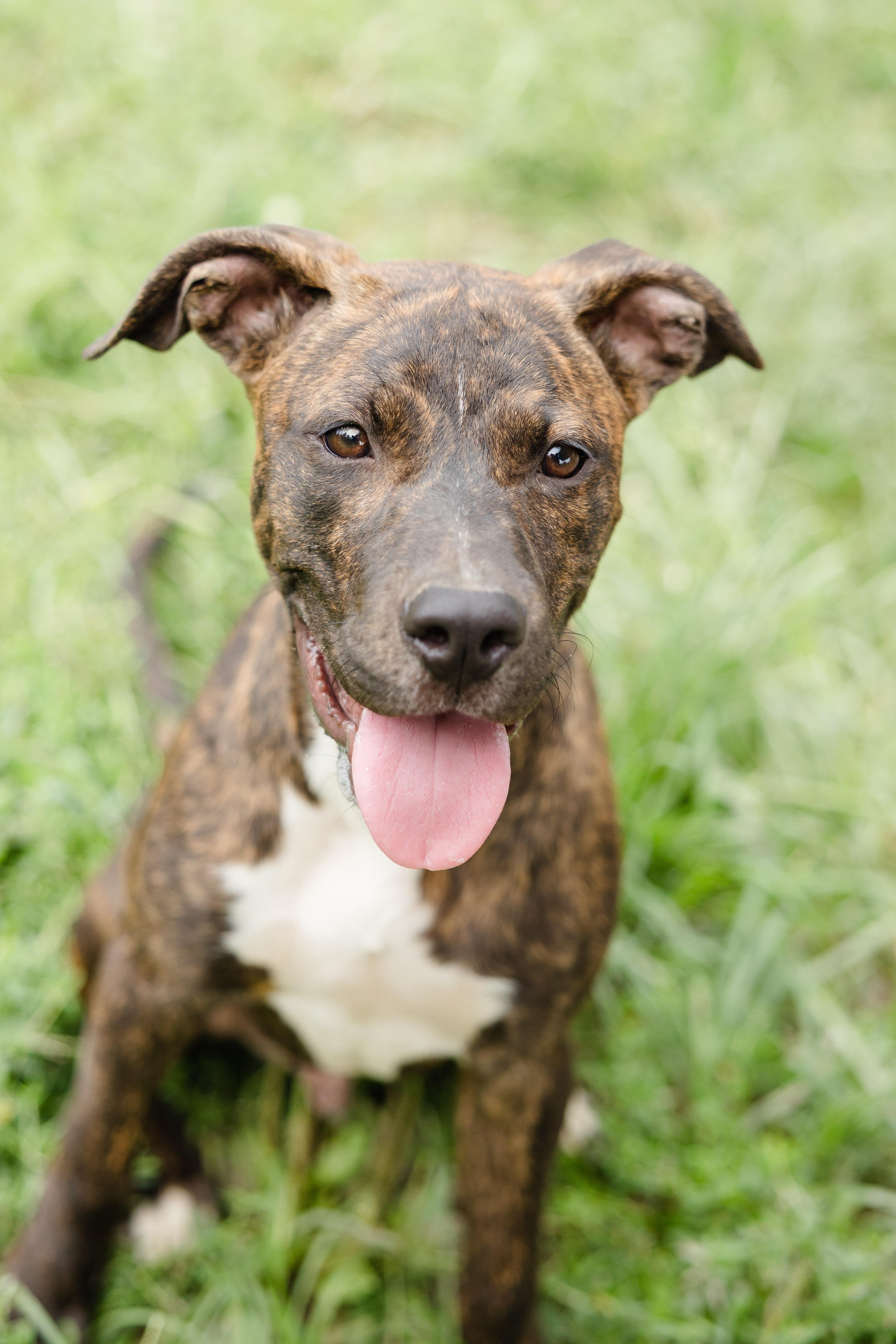 Enlarge Cocoa Pebbles, a ADOPTABLE mixed breed in Newburgh, IN image 1/2
