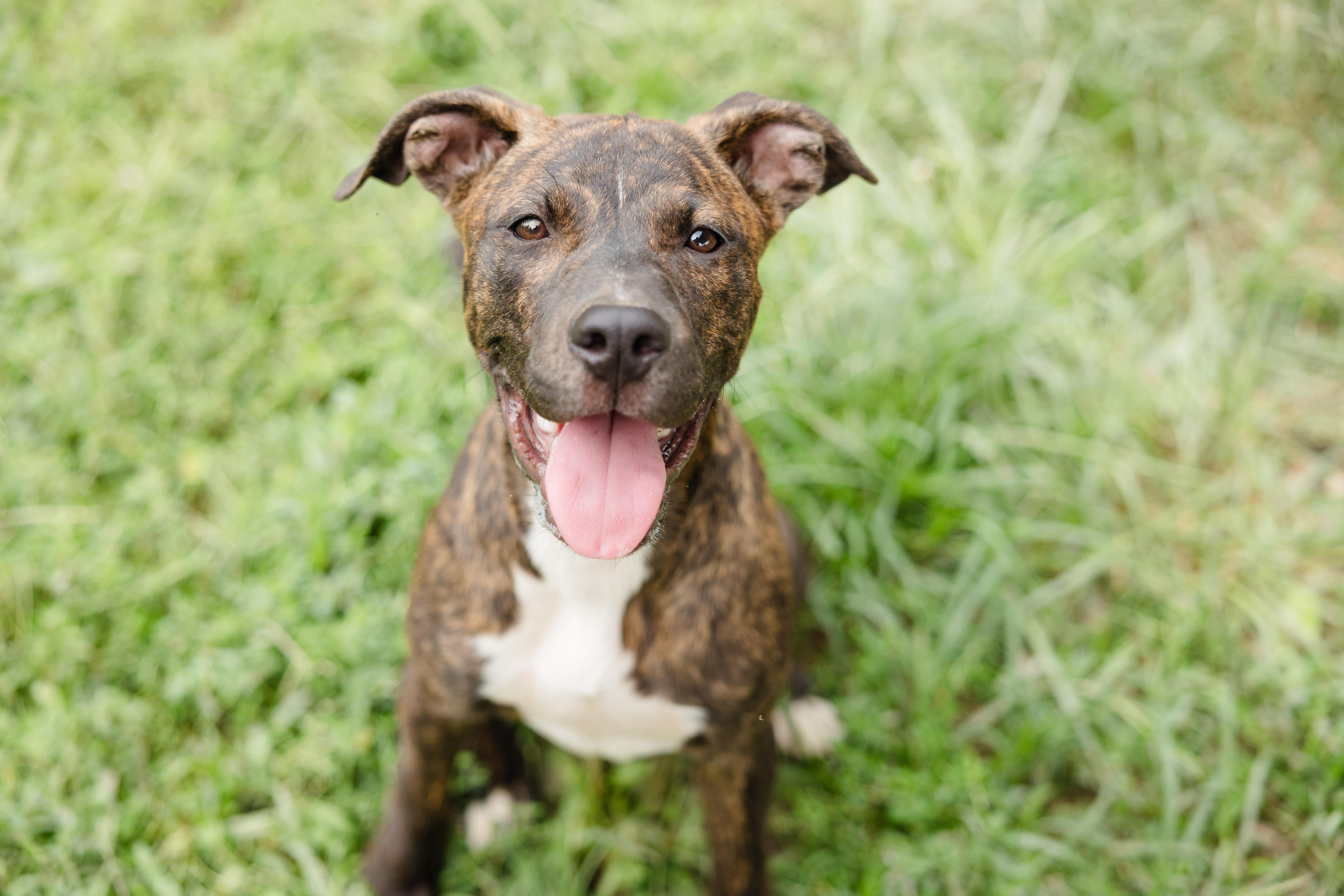 Enlarge Cocoa Pebbles, a ADOPTABLE mixed breed in Newburgh, IN image 2/2