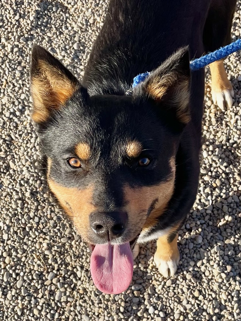 PRINCE SNICKERS, Adoptable, Young Male Australian Shepherd.
