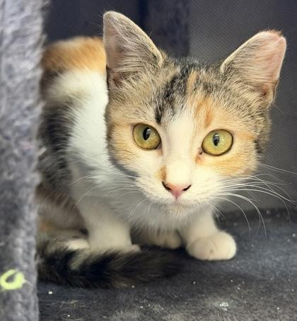 May, adoptable, Kitten Female Domestic Short Hair.