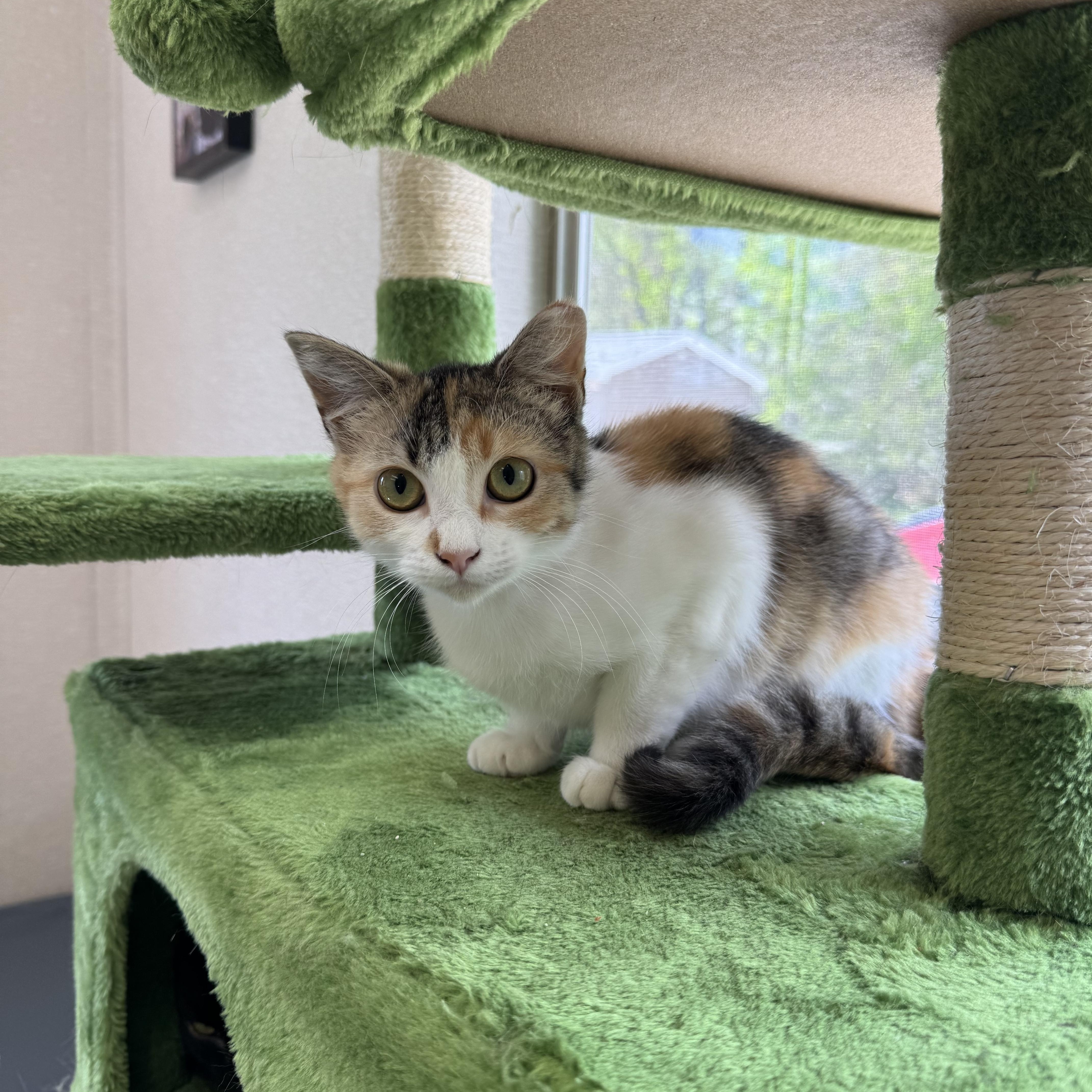 May, an adoptable mixed breed in Salem, NH image 2/3