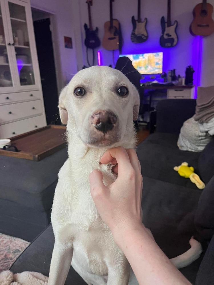 Duquesa, Adoptable, Puppy Female Mixed Breed.