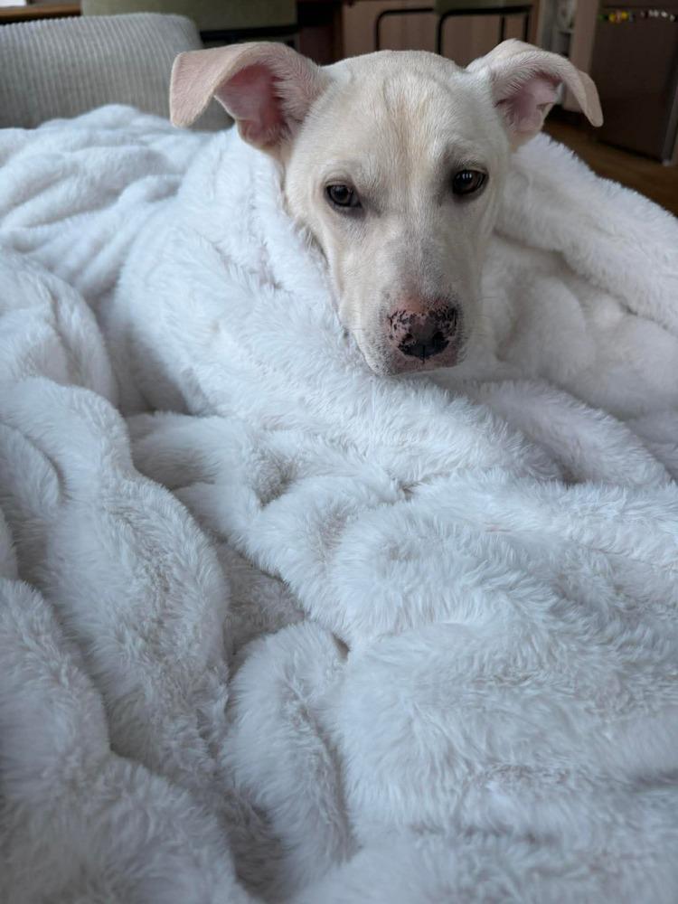 Enlarge Duquesa, a Adoptable mixed breed in Valley Stream, NY image 2/6