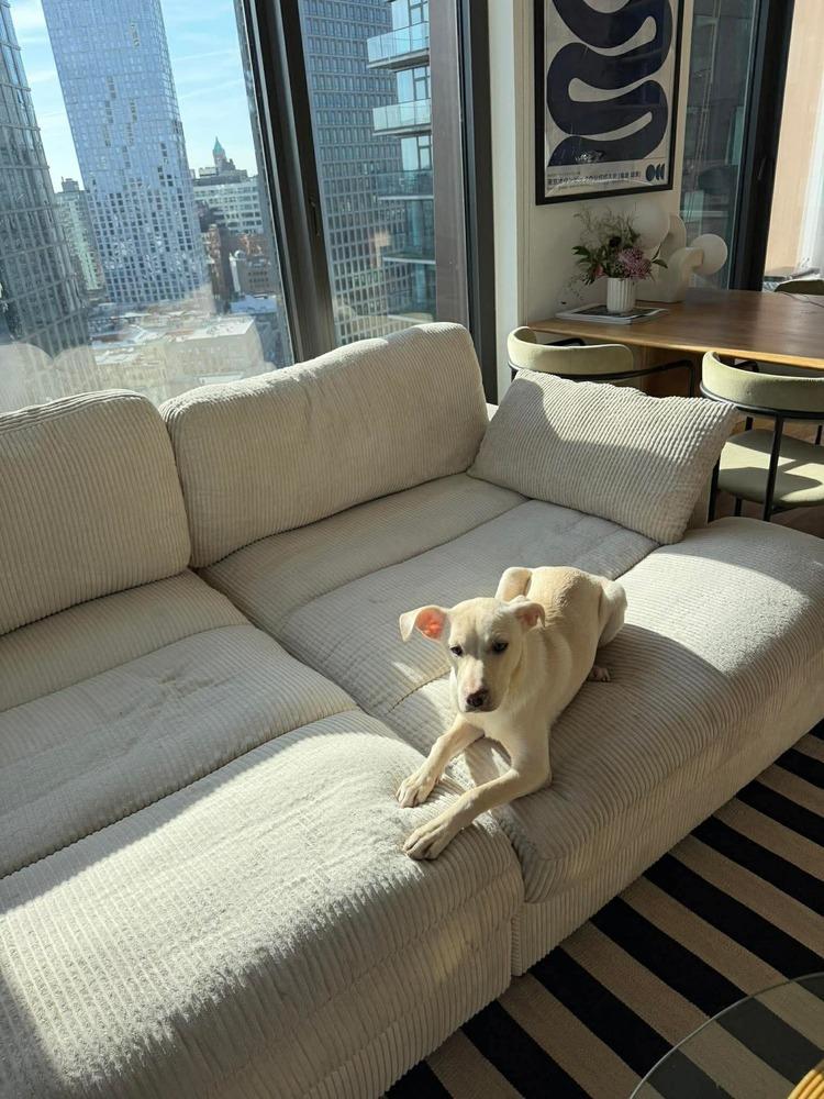 Enlarge Duquesa, a Adoptable mixed breed in Valley Stream, NY image 3/6