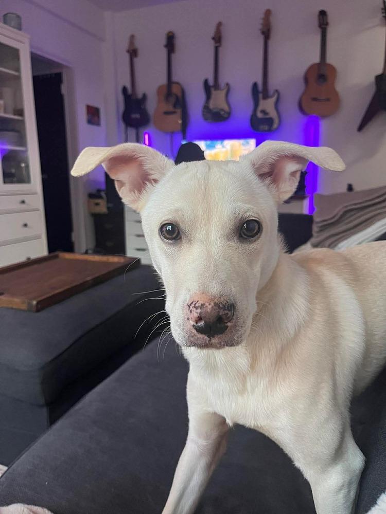 Enlarge Duquesa, a Adoptable mixed breed in Valley Stream, NY image 4/6