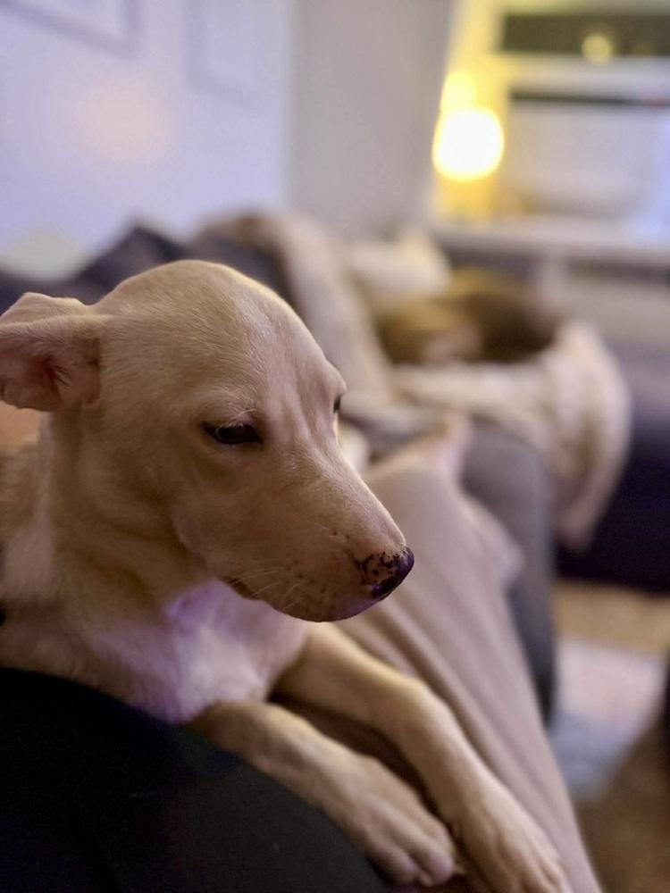 Duquesa, Adoptable, Puppy Female Retriever.