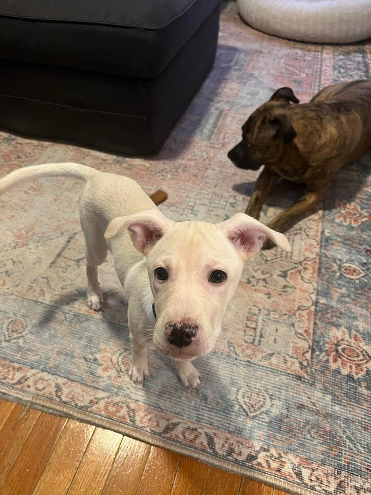 Enlarge Duquesa, a Adoptable mixed breed in Valley Stream, NY image 1/6