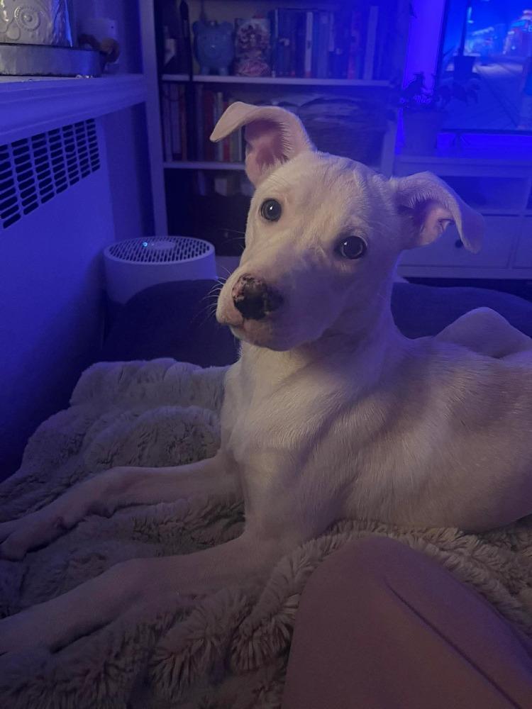 Enlarge Duquesa, a Adoptable mixed breed in Valley Stream, NY image 2/6