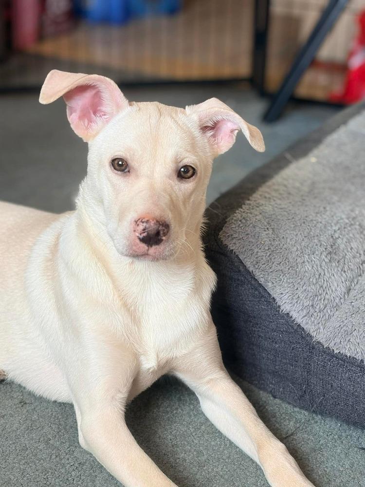 Enlarge Duquesa, a Adoptable mixed breed in Valley Stream, NY image 6/6