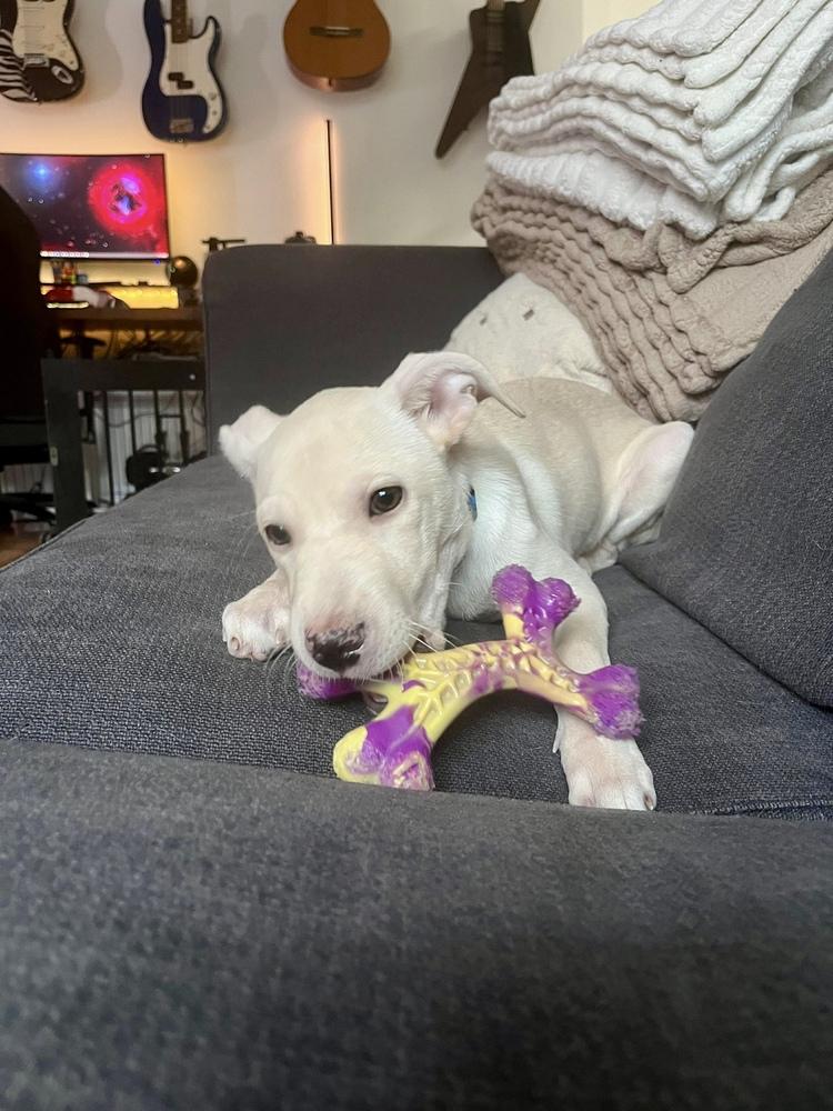 Enlarge Duquesa, a Adoptable mixed breed in Valley Stream, NY image 4/6