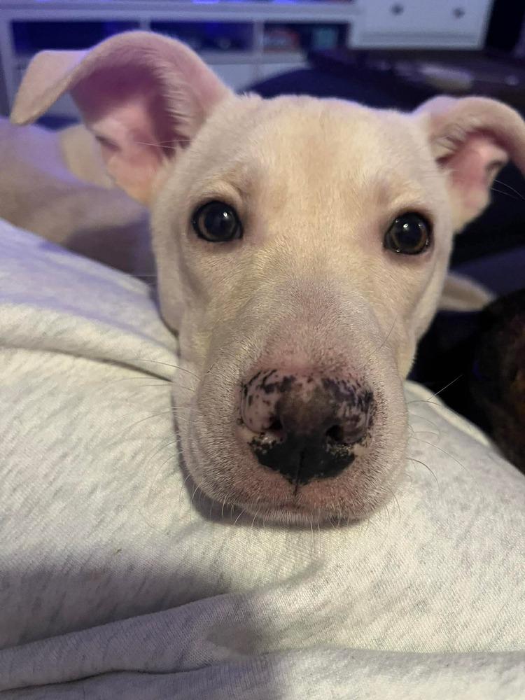 Enlarge Duquesa, a Adoptable mixed breed in Valley Stream, NY image 4/6