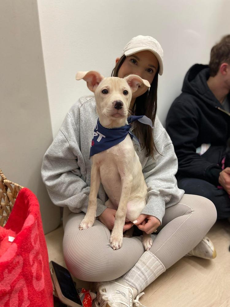 Enlarge Duquesa, a Adoptable mixed breed in Valley Stream, NY image 5/6