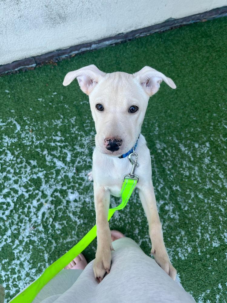 Enlarge Duquesa, a Adoptable mixed breed in Valley Stream, NY image 6/6