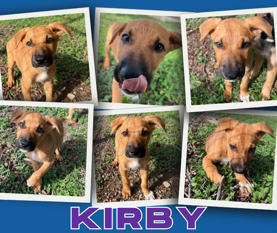 Kirby, Baby Male Terrier