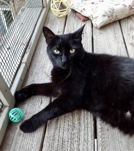 Alfredo, Adoptable, Adult Male Domestic Short Hair.