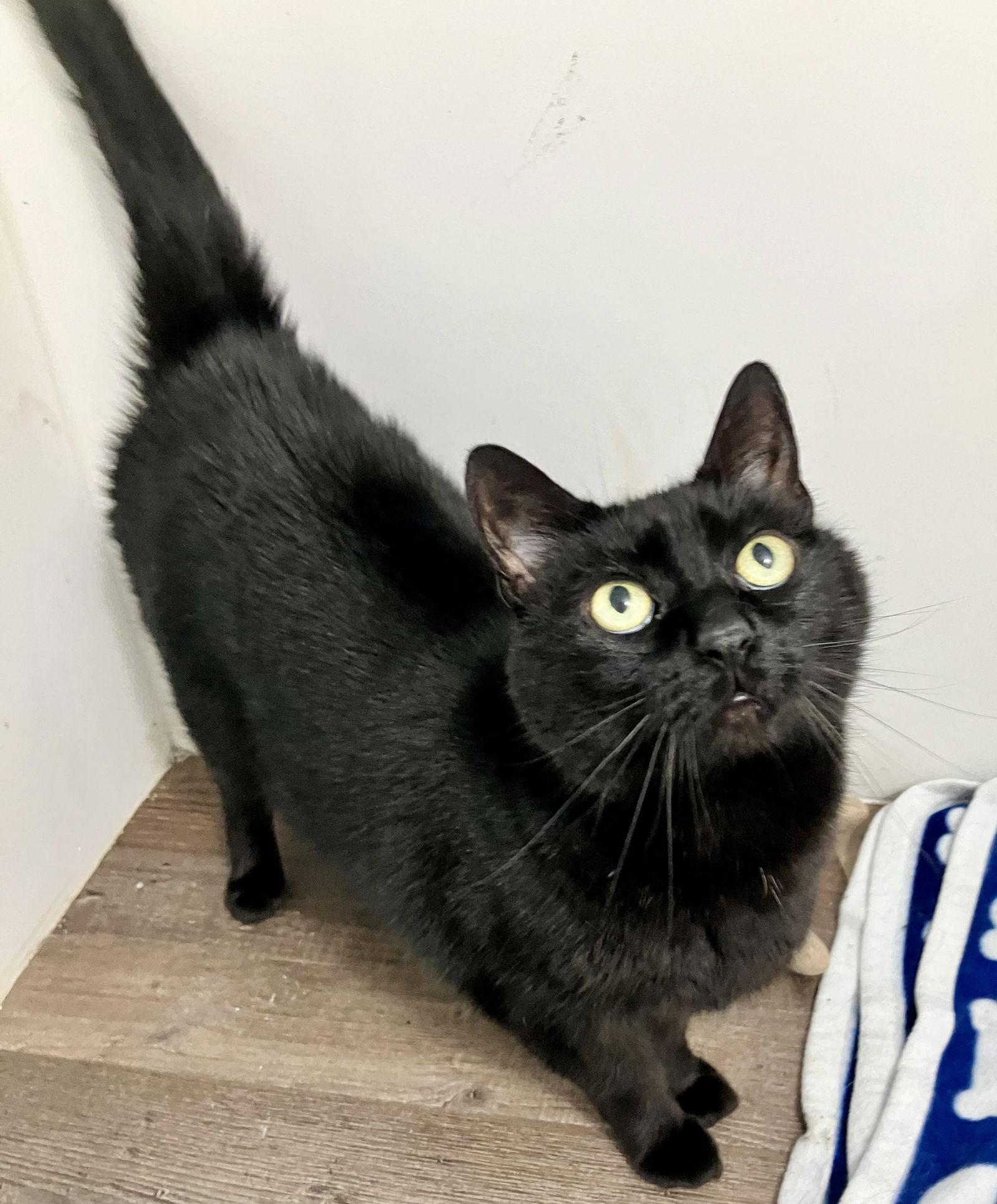 Enlarge Alfredo, a Adoptable Domestic Short Hair in Pittsburgh, PA image 2/3