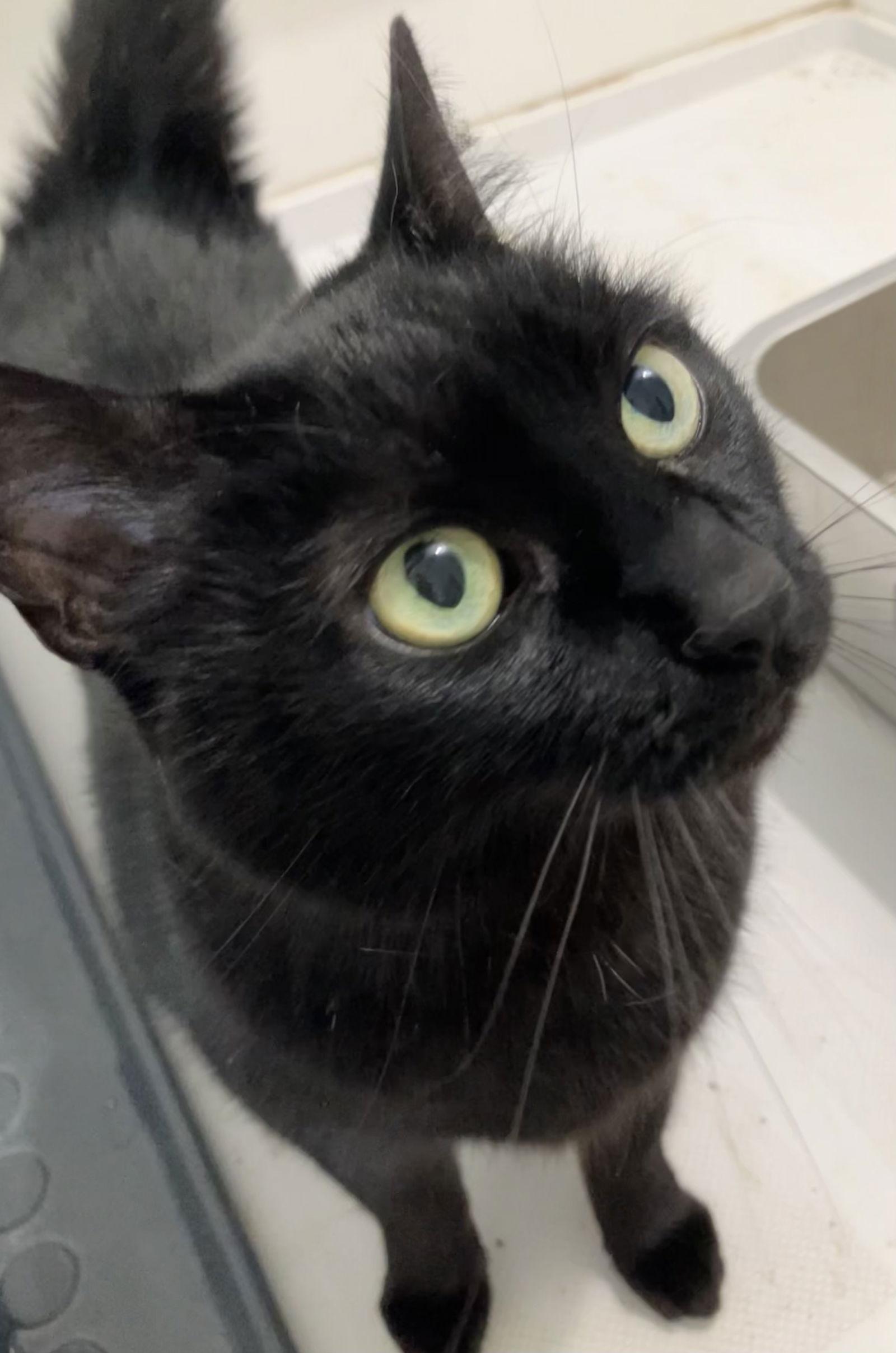 Enlarge Alfredo, a Adoptable Domestic Short Hair in Pittsburgh, PA image 3/3