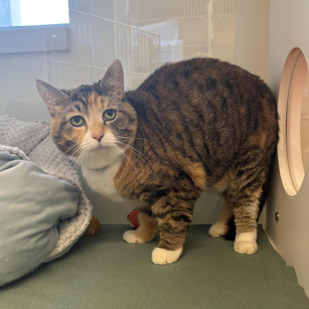 Baby Girl, Adoptable, Senior Female Domestic Short Hair.