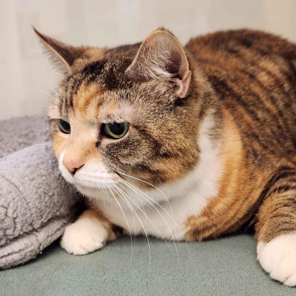 Baby Girl, a Adoptable Domestic Short Hair in Beaumont, TX image 3/3