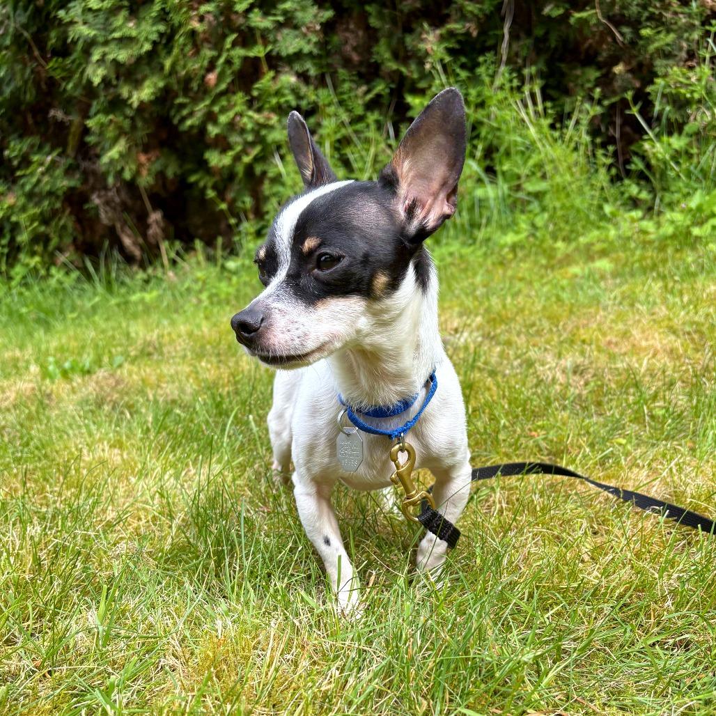 Enlarge Maurice, a Adoptable mixed breed in Woodinville, WA image 1/5