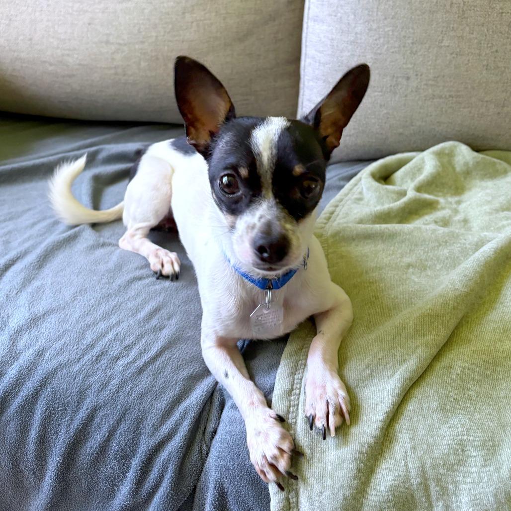 Enlarge Maurice, a Adoptable mixed breed in Woodinville, WA image 2/5