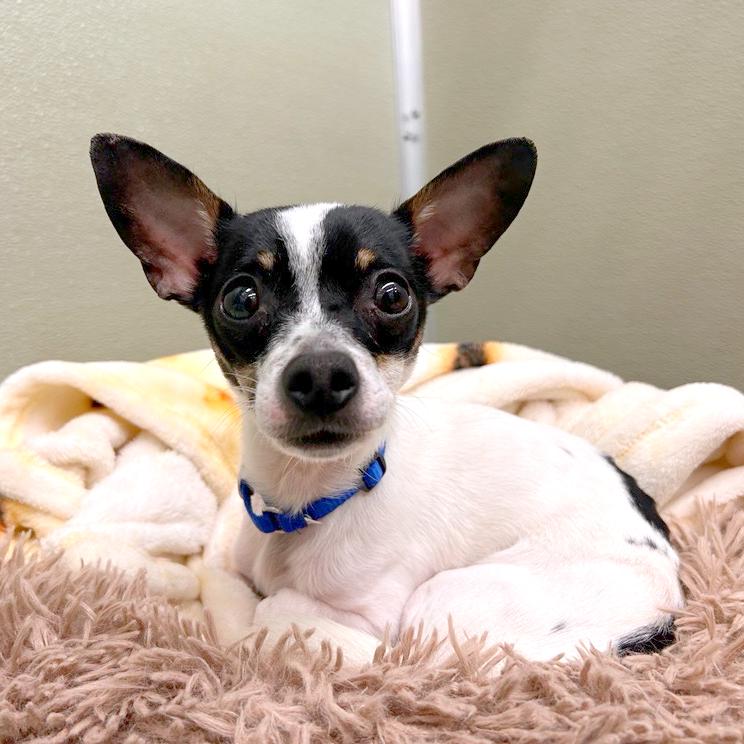 Enlarge Maurice, a Adoptable mixed breed in Woodinville, WA image 4/5