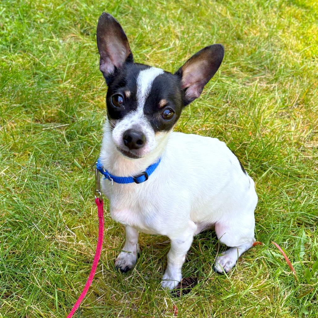 Enlarge Maurice, a Adoptable mixed breed in Woodinville, WA image 5/5