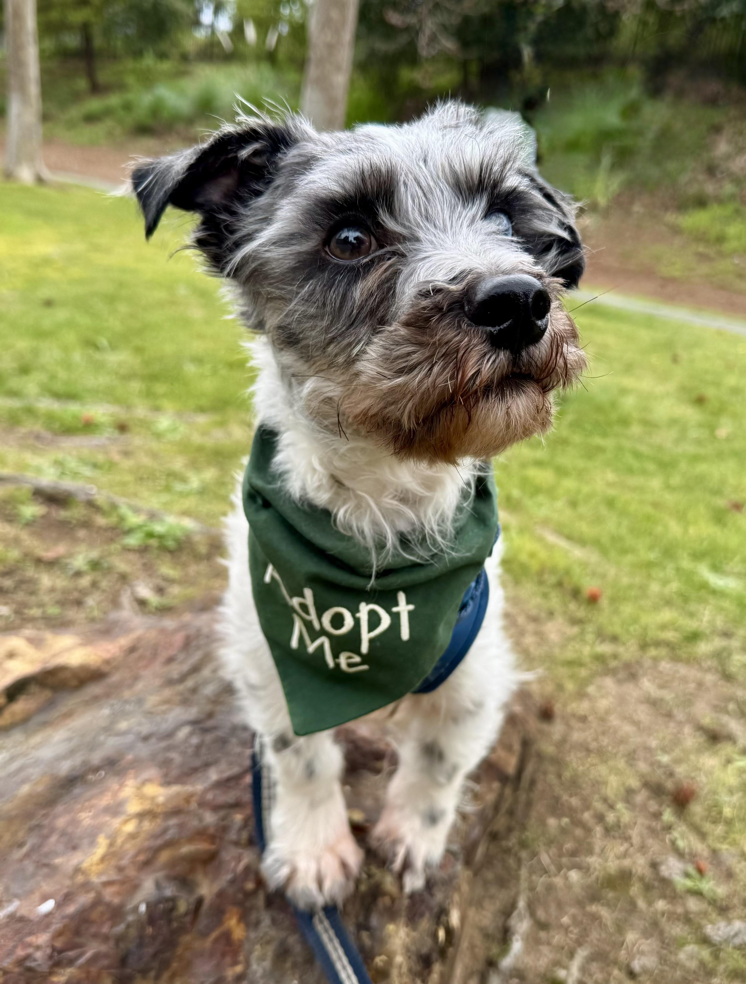 Ozzie, adopted, Adult Male Poodle.
