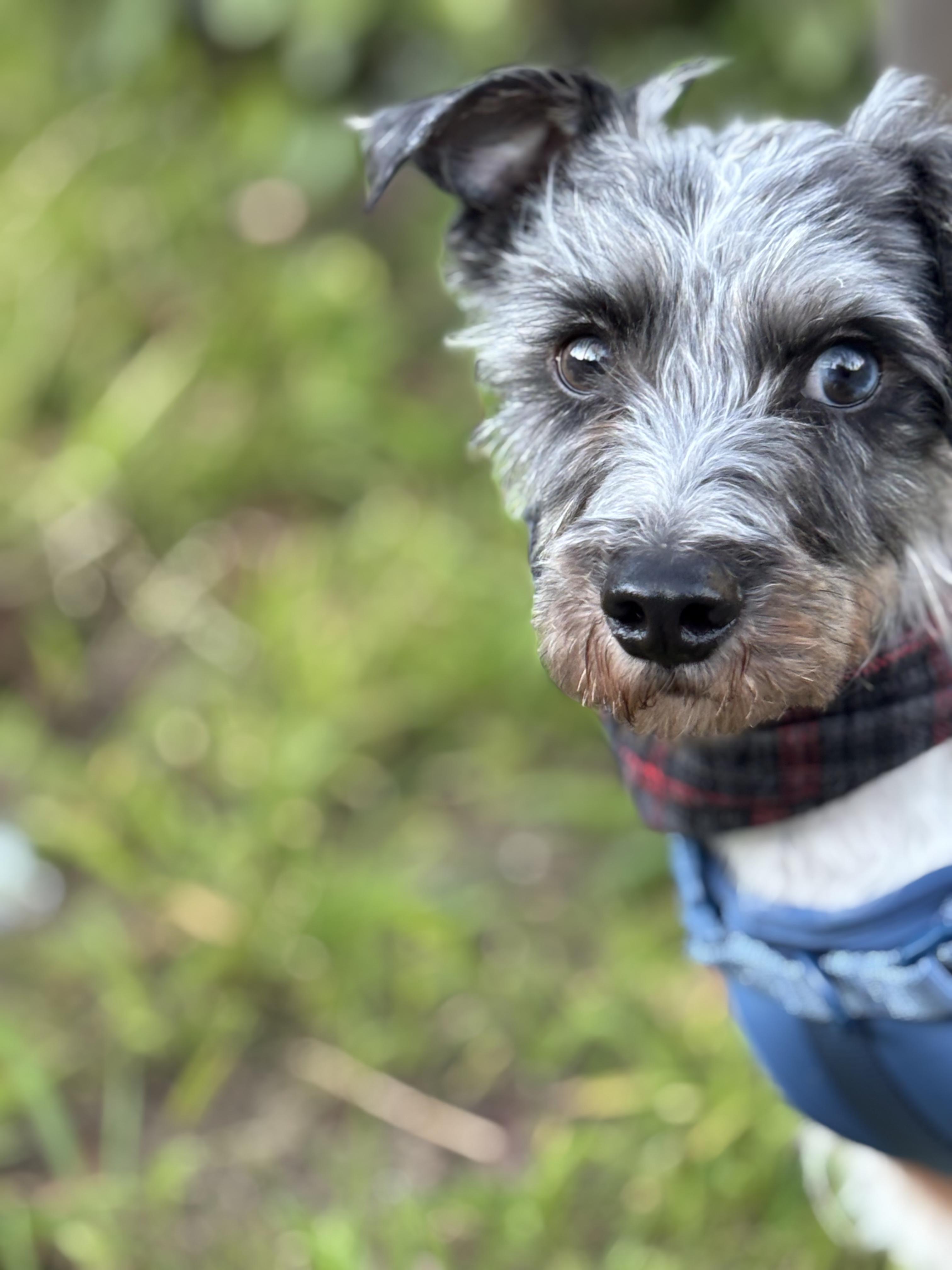 Enlarge Ozzie, an adopted mixed breed in Oakland, CA image 2/4