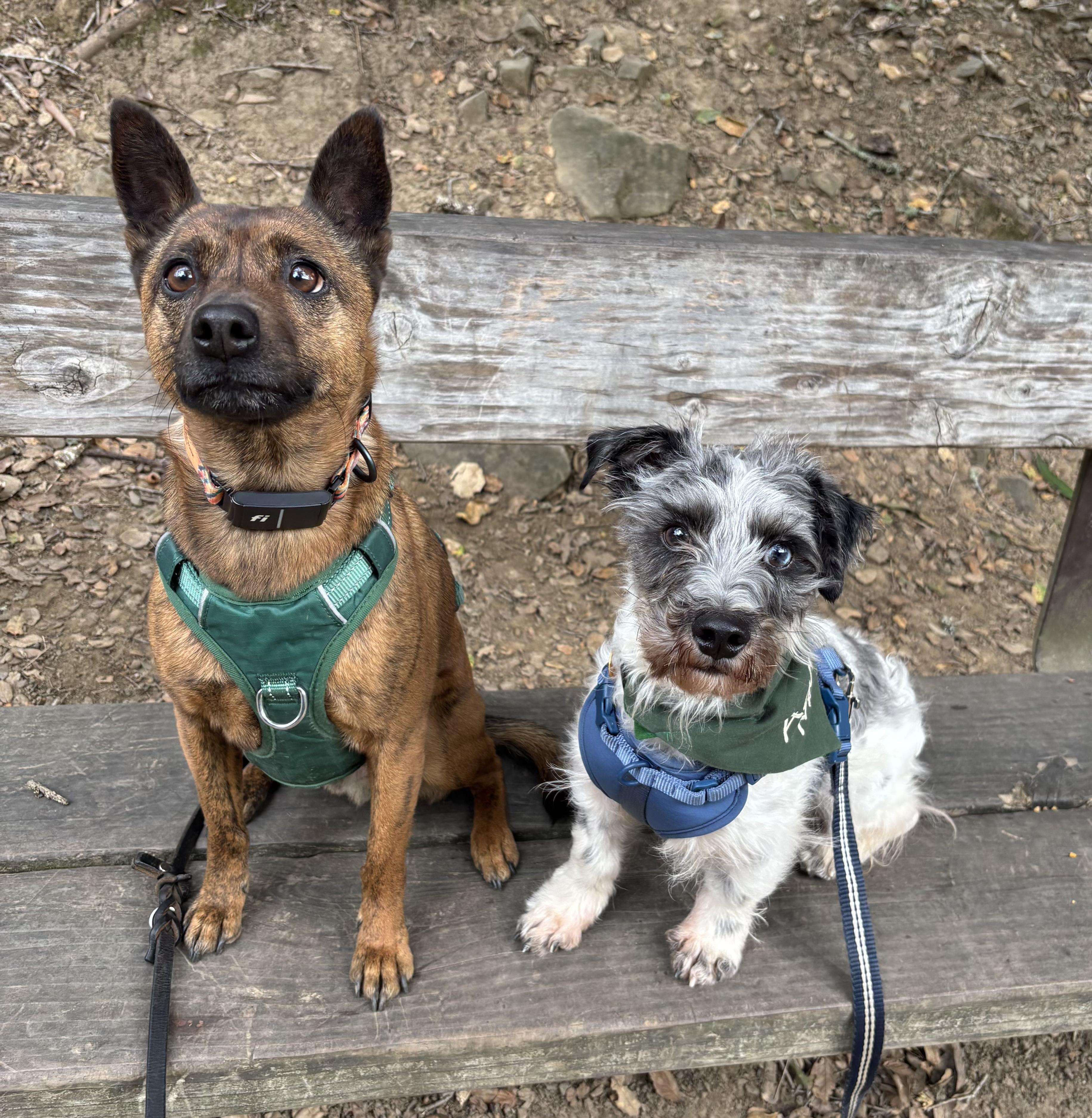 Enlarge Ozzie, an adopted mixed breed in Oakland, CA image 4/4