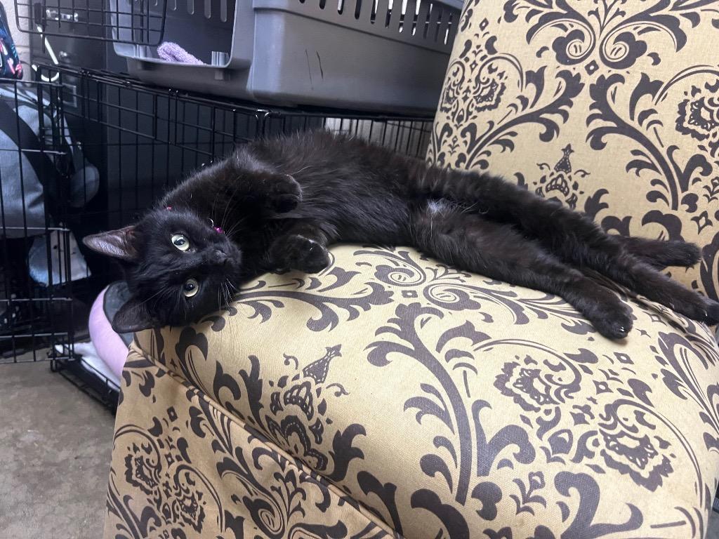 Morticia, Adopted, Young Female Domestic Short Hair.