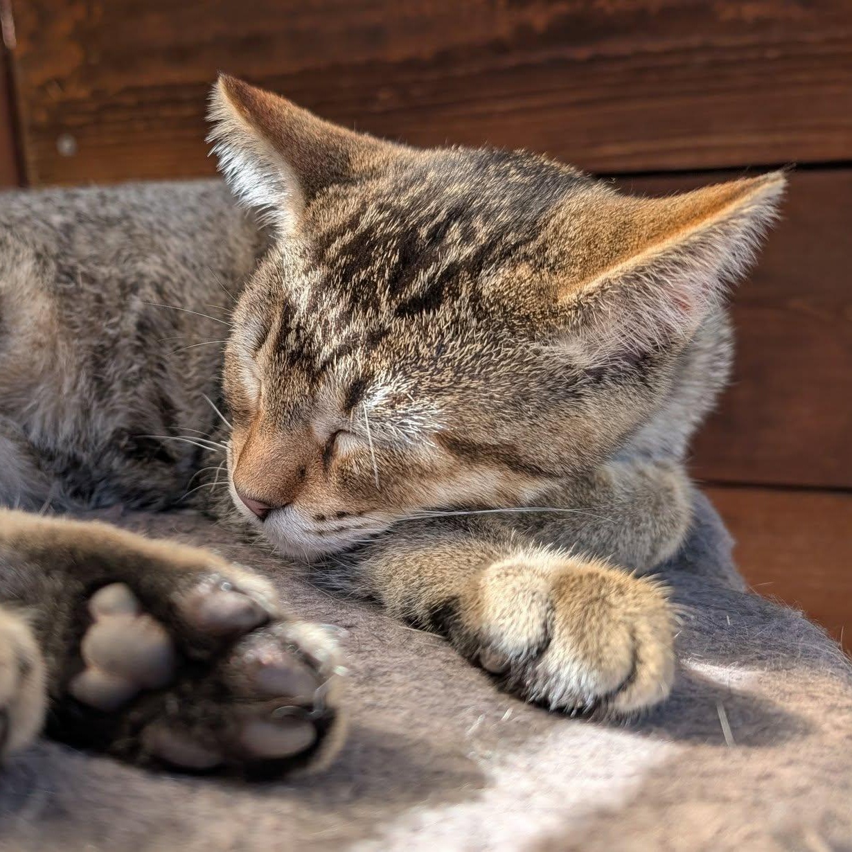 Gypsy, Adoptable, Kitten Female Tabby & Domestic Short Hair.