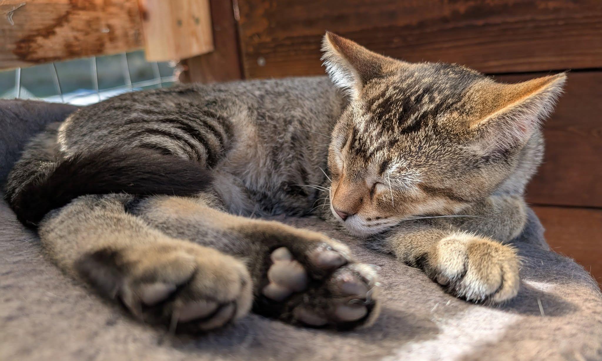 Gypsy, an adoptable Tabby, Domestic Short Hair in Libby, MT, 59923 | Photo Image 1