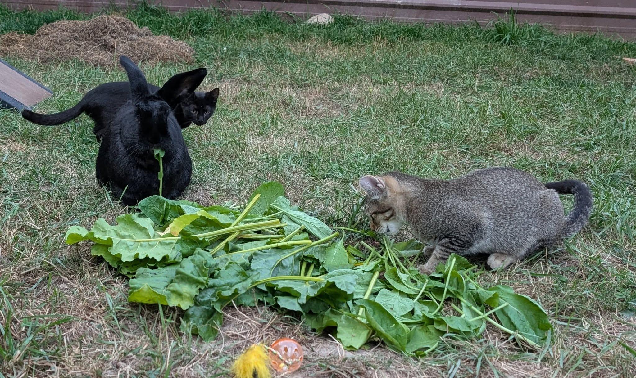 Gypsy, an adoptable Tabby, Domestic Short Hair in Libby, MT, 59923 | Photo Image 3