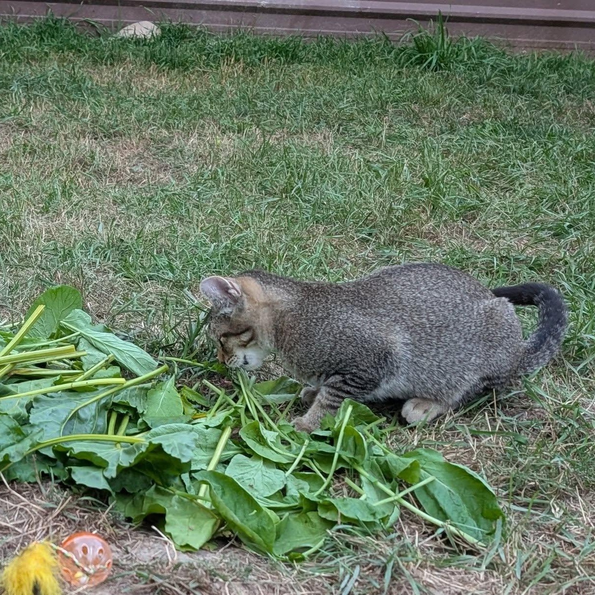 Gypsy, a Adoptable mixed breed in Libby, MT image 3/4