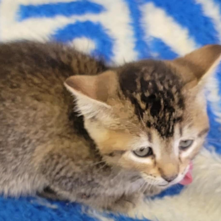 Gypsy, an adoptable Tabby, Domestic Short Hair in Libby, MT, 59923 | Photo Image 2