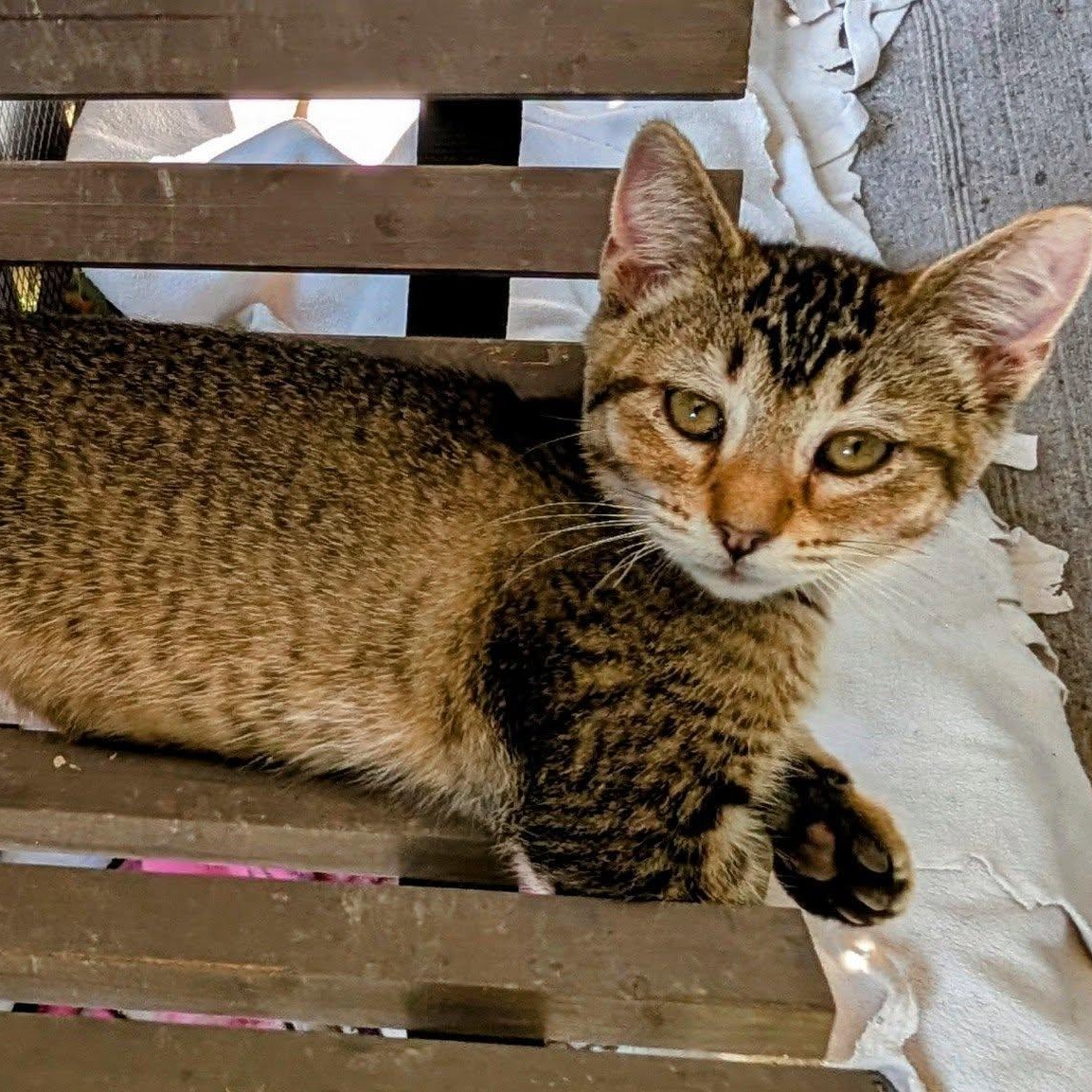 Gypsy, an adoptable Tabby, Domestic Short Hair in Libby, MT, 59923 | Photo Image 2