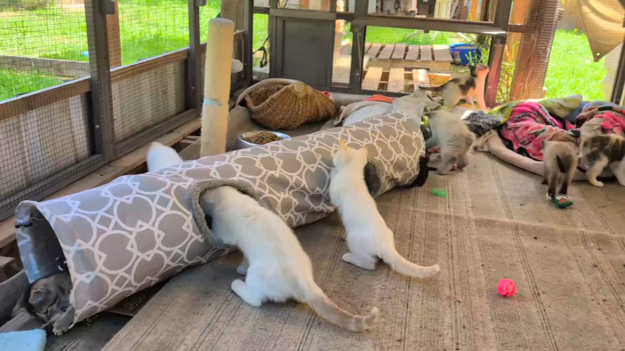 Enlarge Gypsy, a Adoptable mixed breed in Libby, MT video 4/4