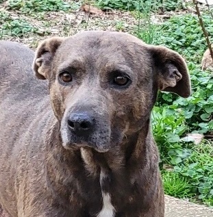 Mocha, an adoptable Mixed Breed in Byhalia, MS, 38611 | Photo Image 2