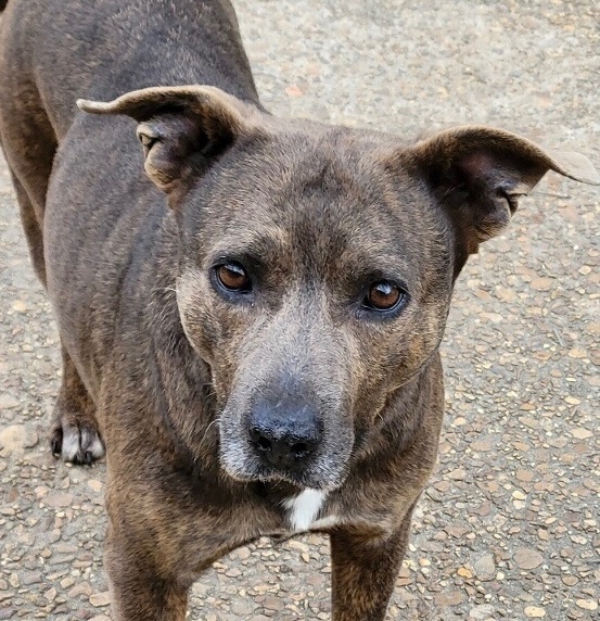 Mocha, an adoptable Mixed Breed in Byhalia, MS, 38611 | Photo Image 1