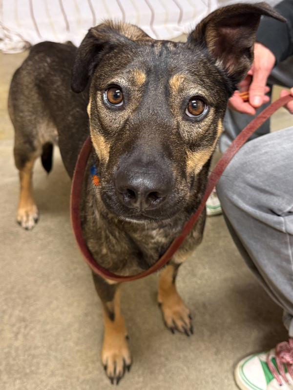 Adela, Adoptable, Adult Female Shepherd.