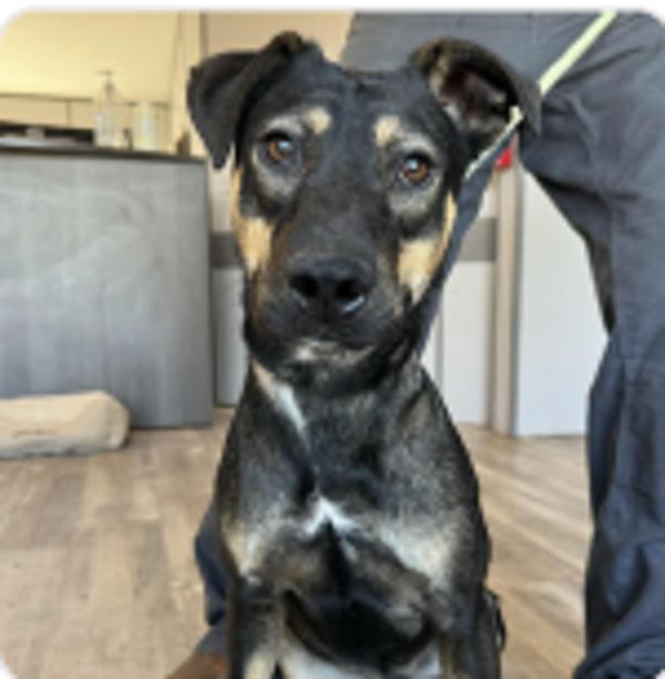 Enlarge Adela, a Adoptable mixed breed in Oceanside, CA image 3/3