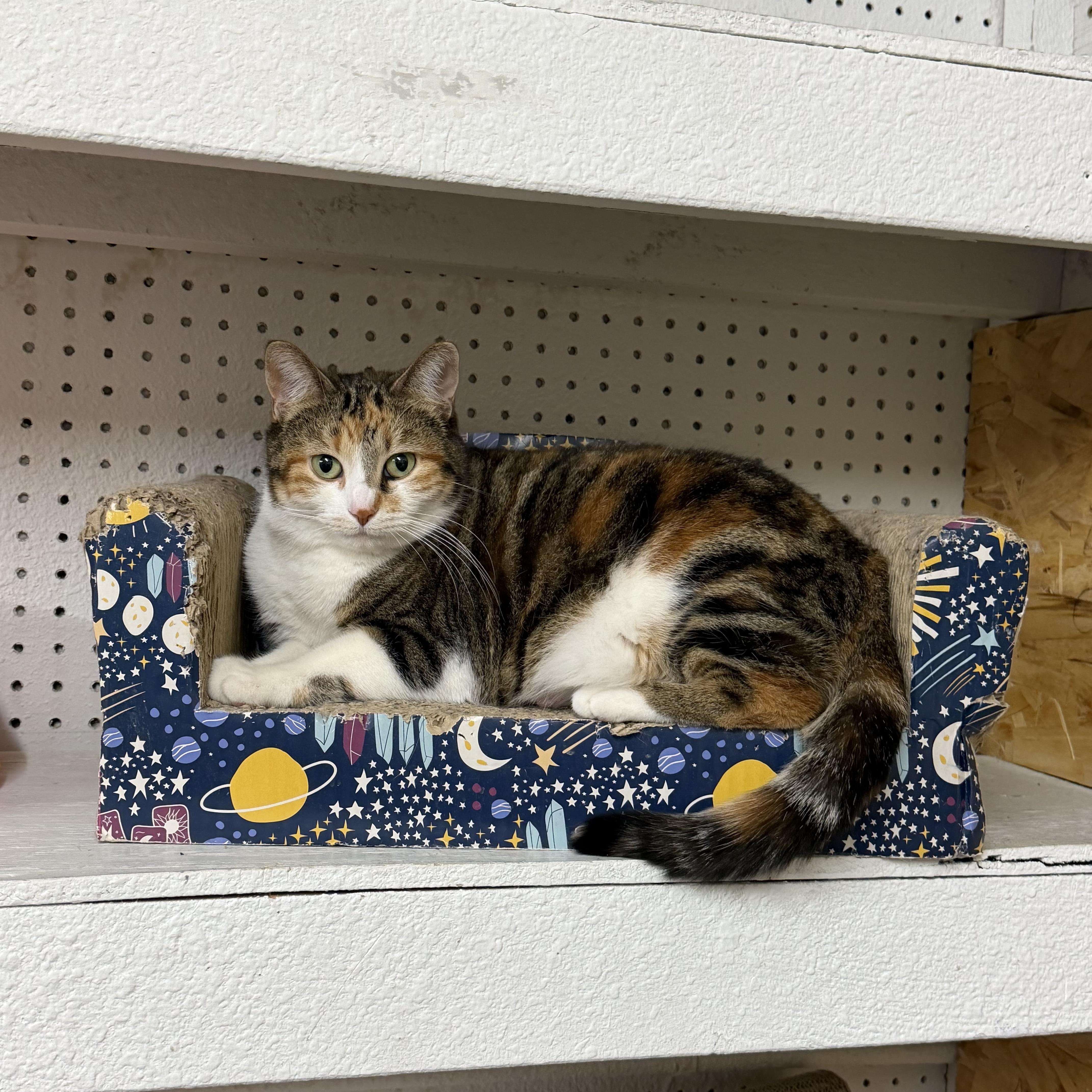Enlarge Ginny, a ADOPTABLE Torbie in Mauston, WI image 1/1