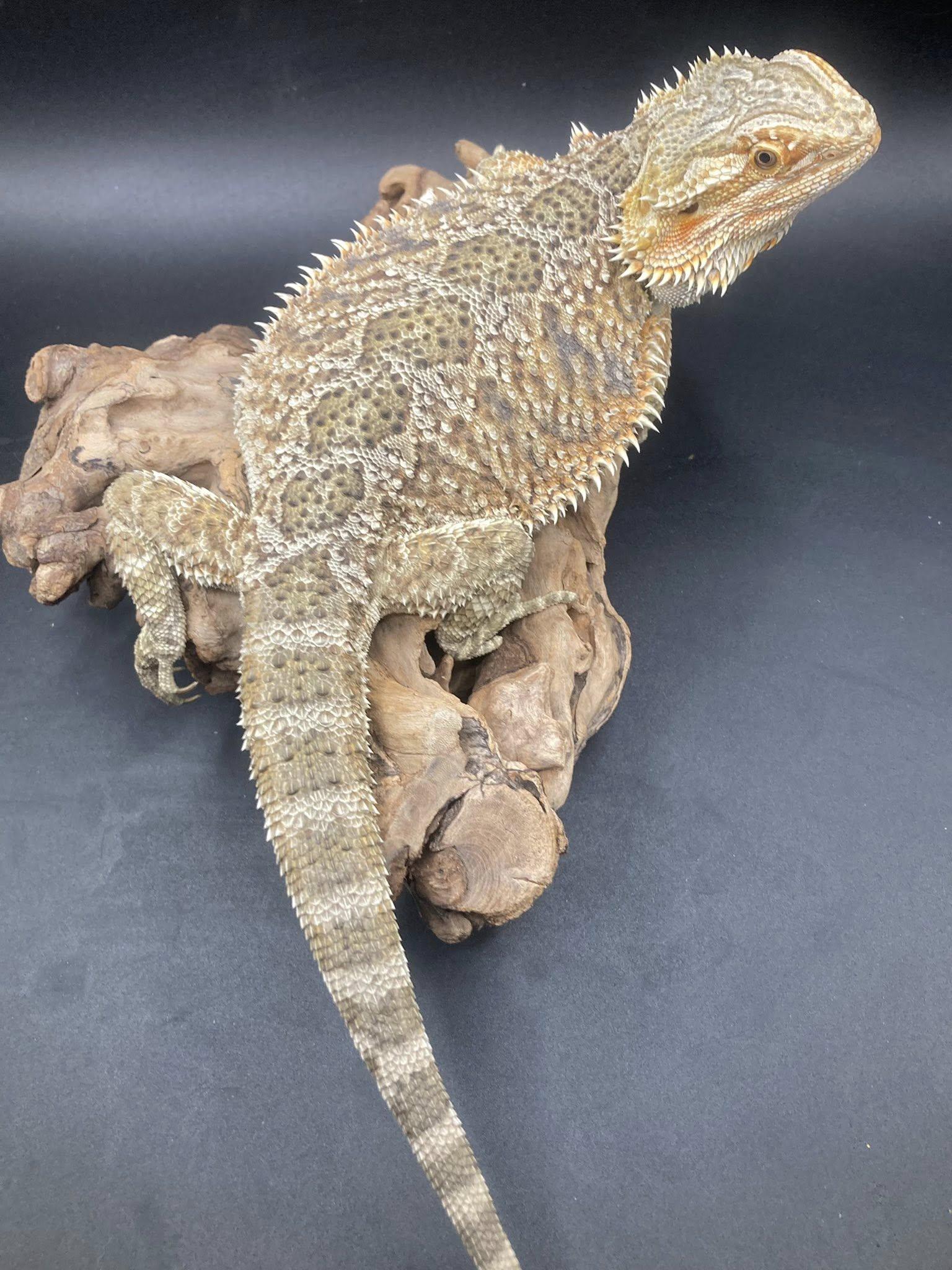 Enlarge Dobby, a ADOPTABLE Bearded Dragon in Palmerton, PA image 3/4