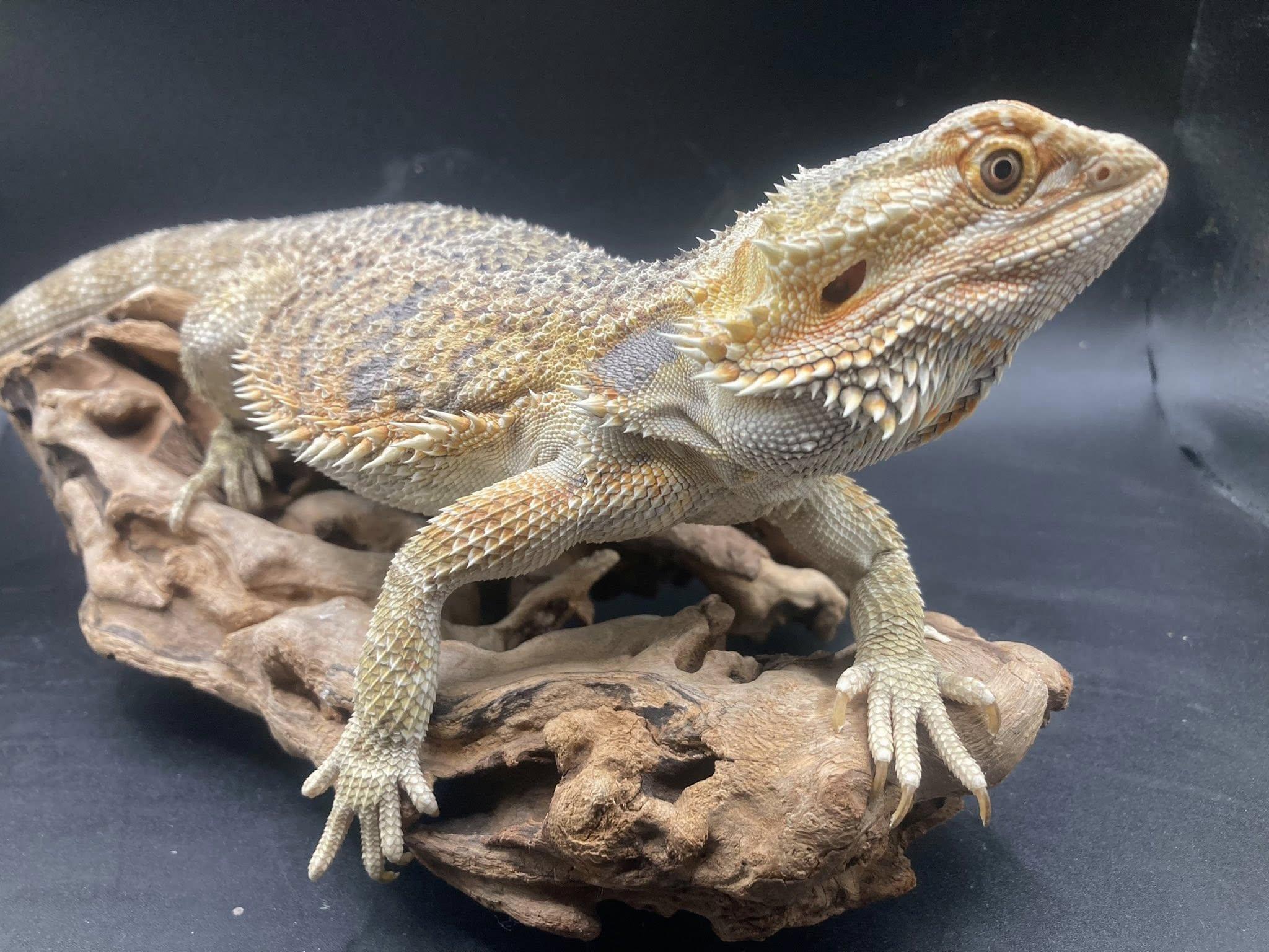 Enlarge Dobby, a ADOPTABLE Bearded Dragon in Palmerton, PA image 1/4