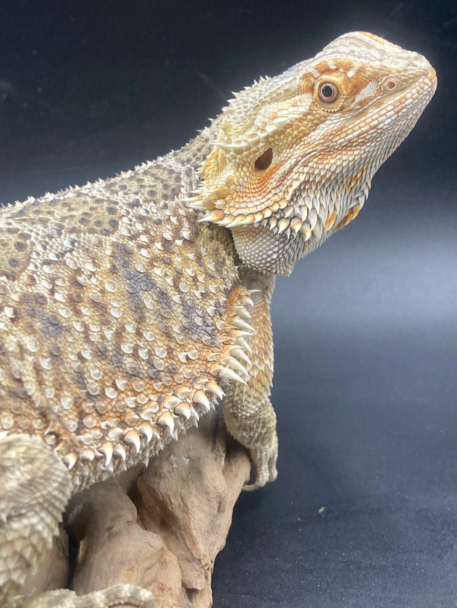 Enlarge Dobby, a ADOPTABLE Bearded Dragon in Palmerton, PA image 2/4
