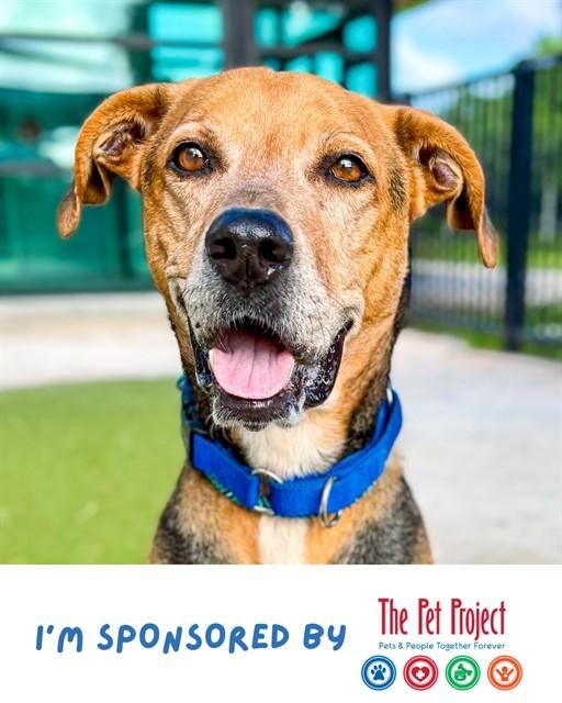 ZEUS 4, Adoptable, Adult Male Harrier & German Shepherd Dog.
