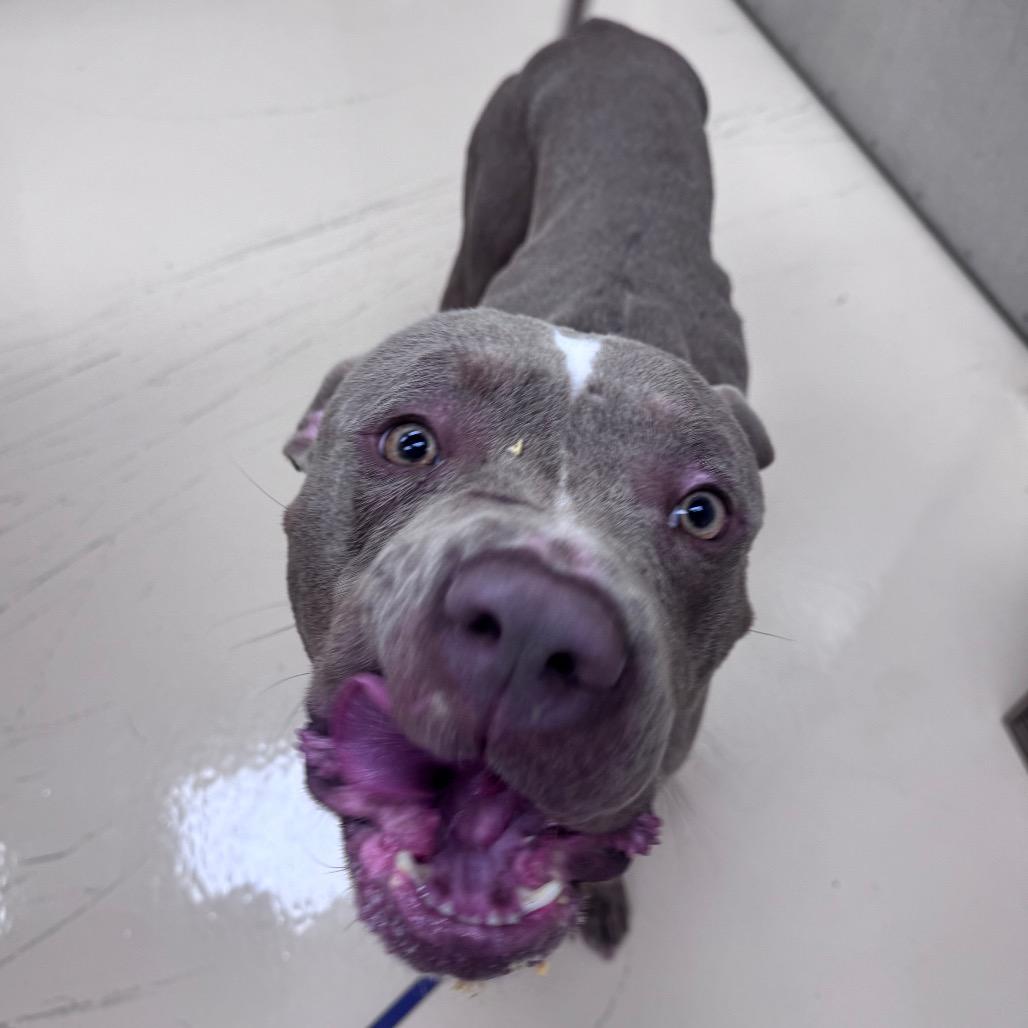 Enlarge Bingo, a Adoptable Mixed Breed in Winston-Salem, NC image 1/6