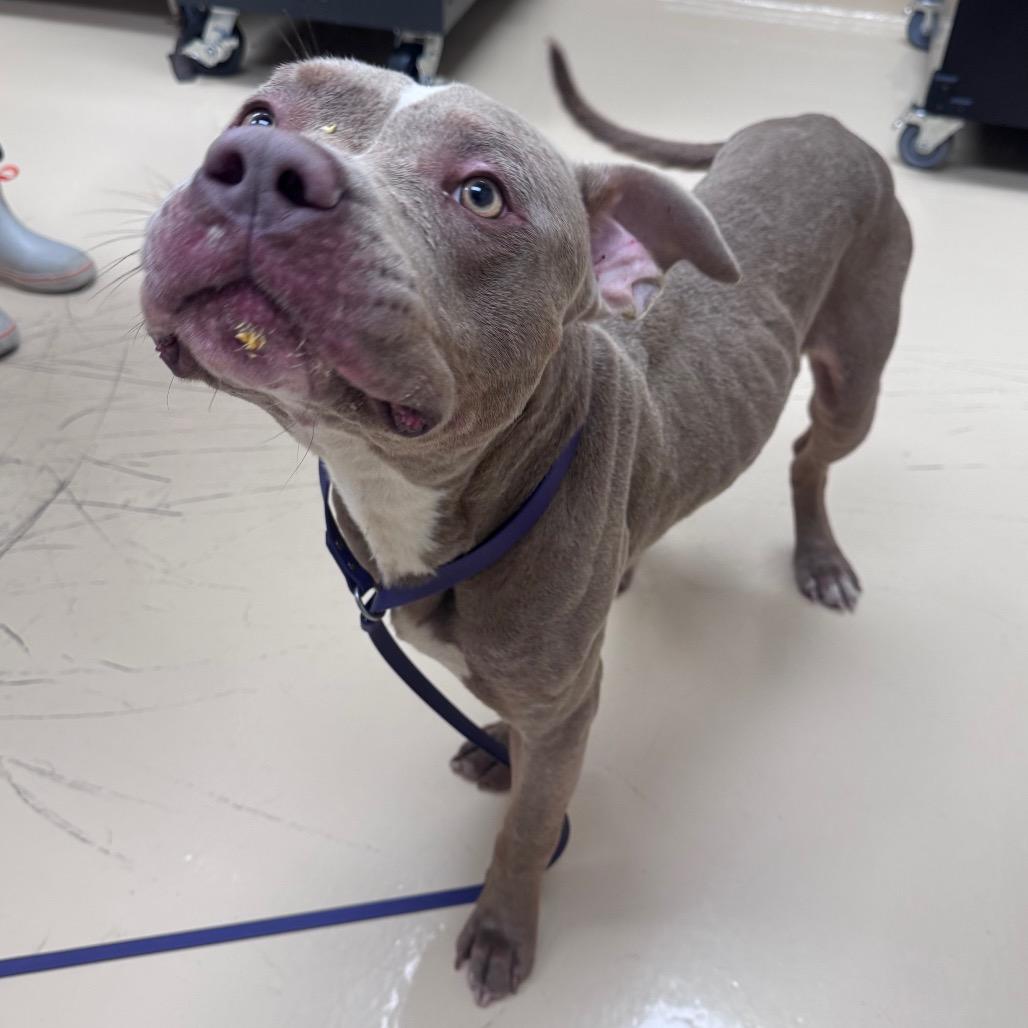 Enlarge Bingo, a Adoptable Mixed Breed in Winston-Salem, NC image 2/6